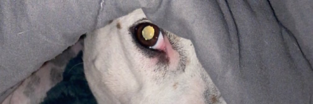 tomapodaca44's profile banner image