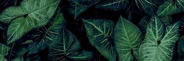 devinlee549's profile banner image