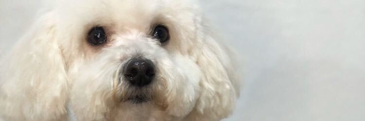 AngeloStacco's profile banner image