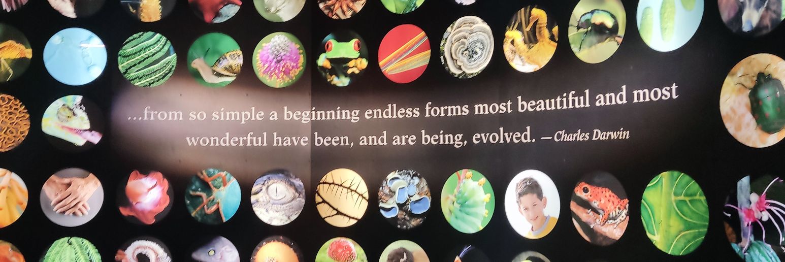 Nicolás Cumplido banner