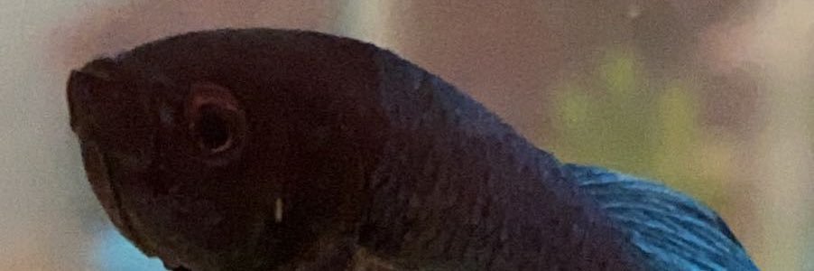 gmadisonp's profile banner image