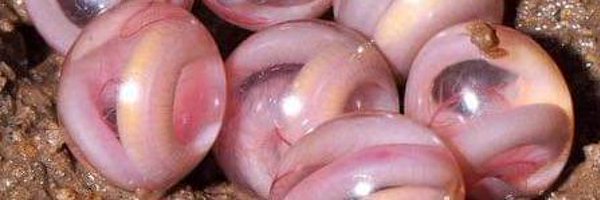 atetose Profile Banner