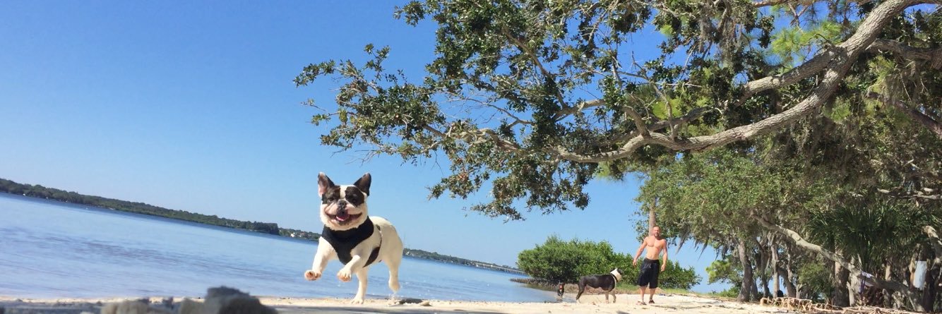 DeBoTheFrenchie's profile banner image
