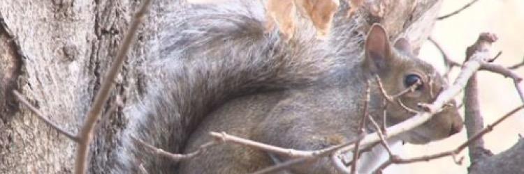 volsquirrel's profile banner image