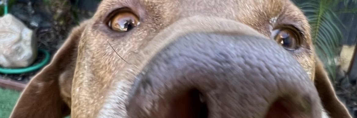 CheeganBeewald's profile banner image