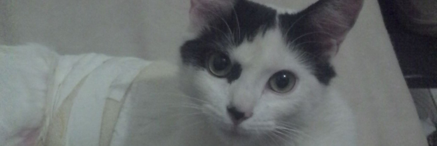 CarolinaJacques's profile banner image