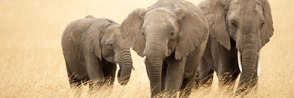 phpdf_ Profile Banner