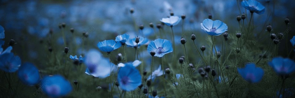 あお箱 banner