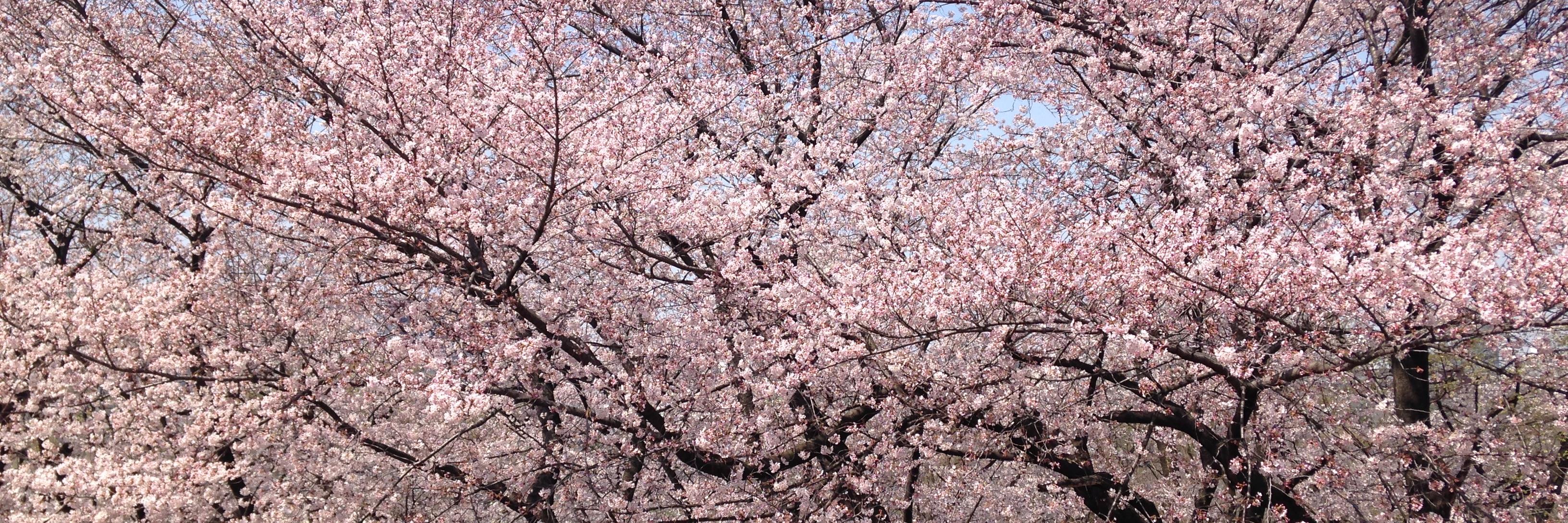 daisukefine's profile banner image