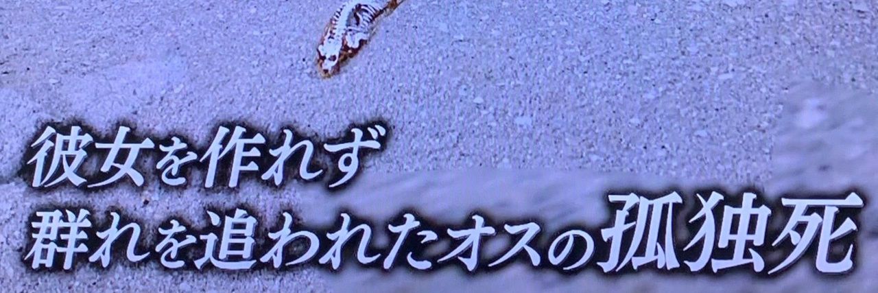 gorisu_010's profile banner image