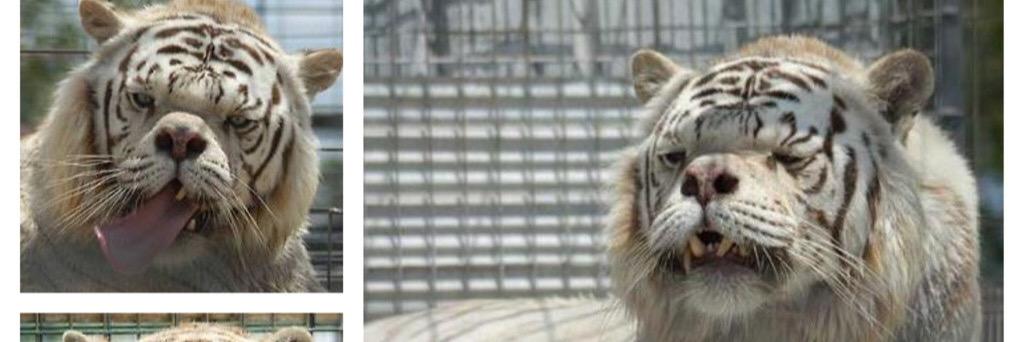 Alt fuego F/A  banner