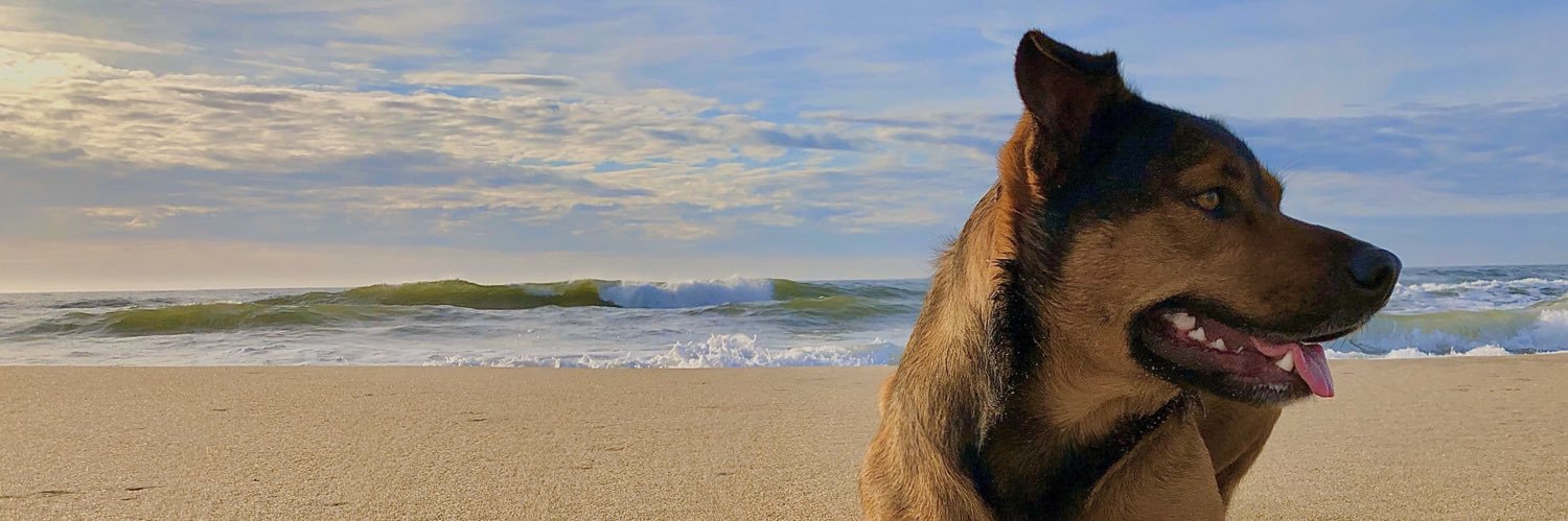 samischindewolf's profile banner image