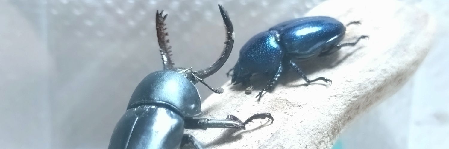 InsectKou's profile banner image