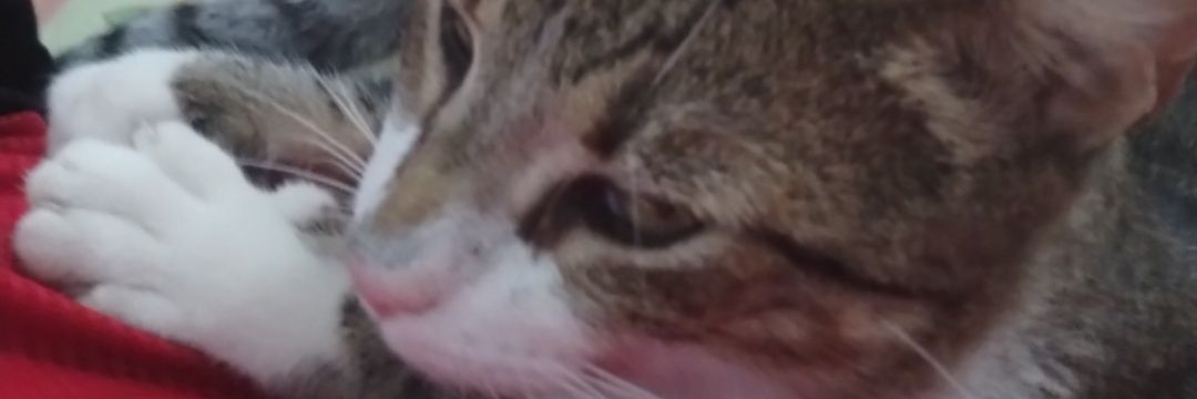 TomyB1996's profile banner image