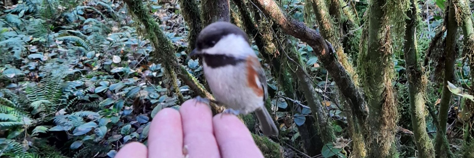 Aaron The Artificer banner