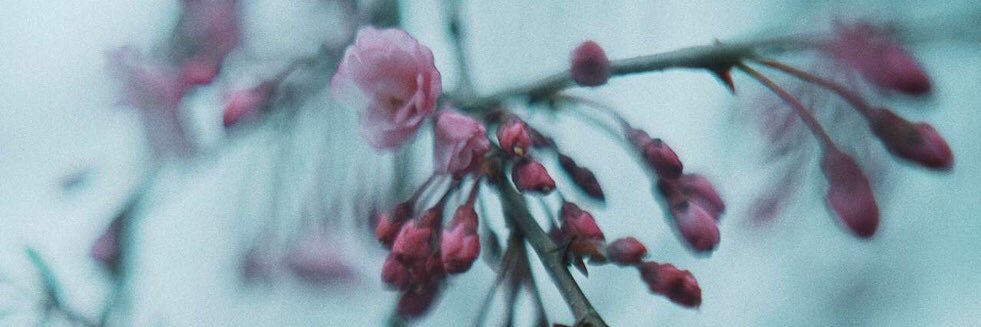sharigraff's profile banner image