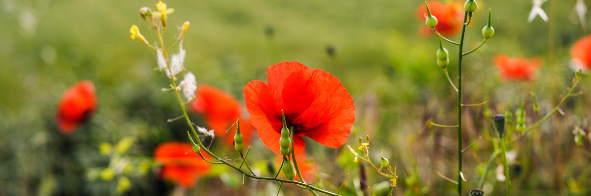 Fattoria Le Pupille banner