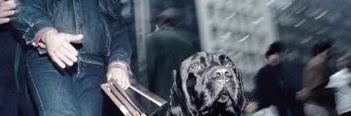 AssistanceDogs banner