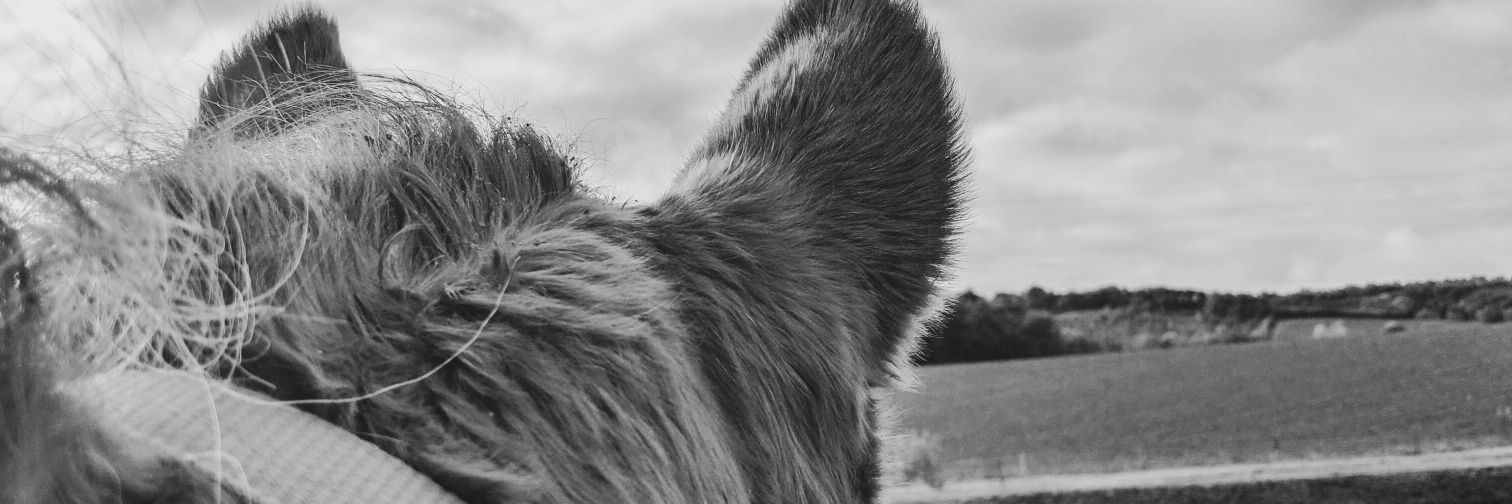 Law_chaton's profile banner image