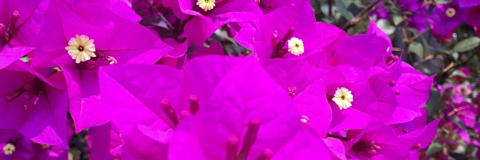 Álex Figueroa banner