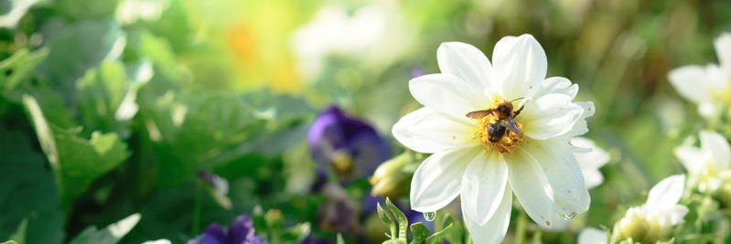 BeeHouzz's profile banner image