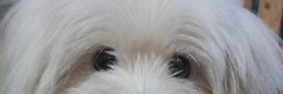 CarleenWho's profile banner image