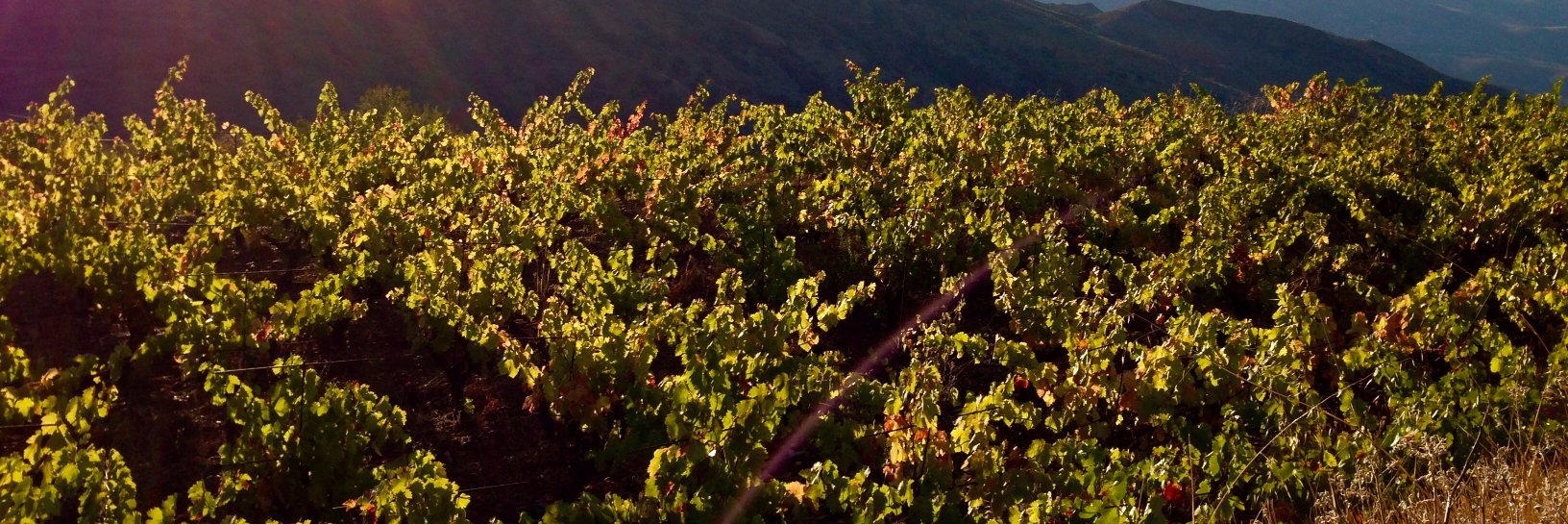 bodegamil300's profile banner image