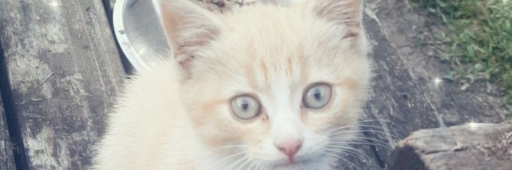 Hopekitersecret's profile banner image