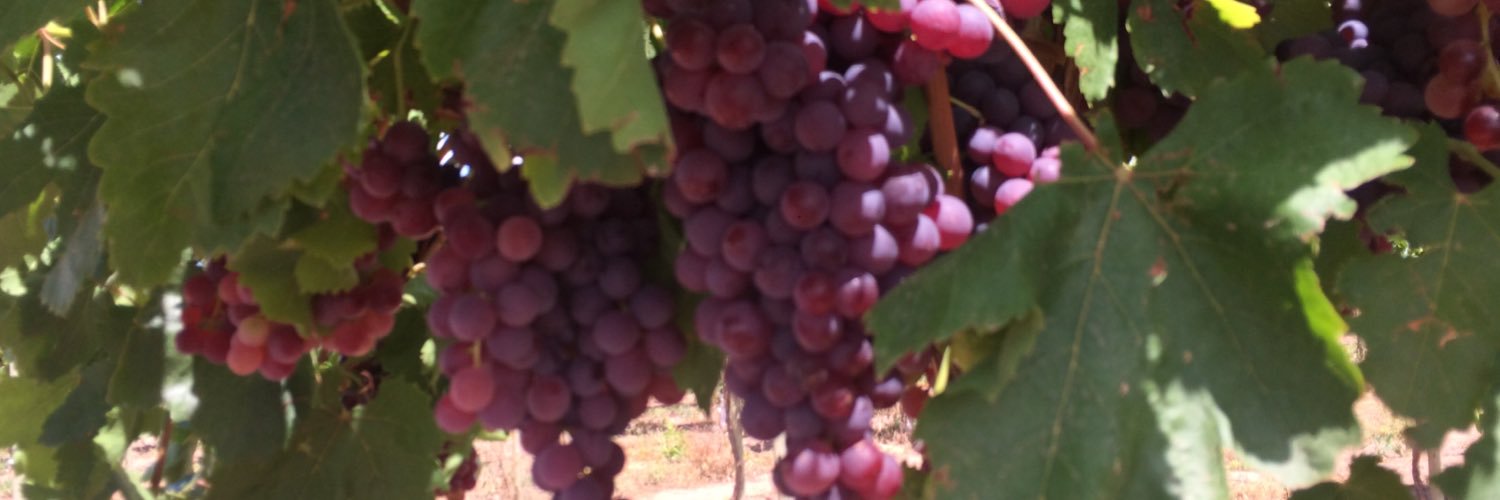 Fernando Rejal banner