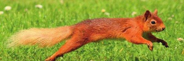 SQLPerfTips Profile Banner