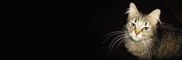 Widewidewi_ayu's profile banner image