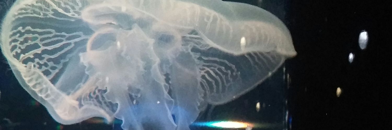 ka___ki___0's profile banner image