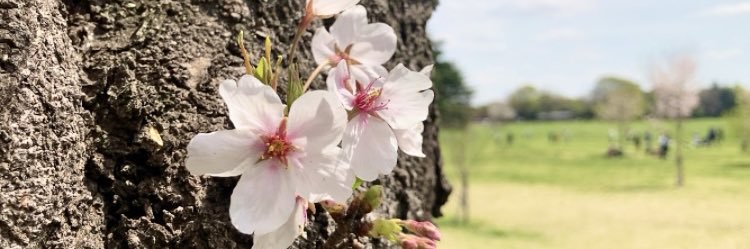 🌼🌿 maki 🌿🌼 banner