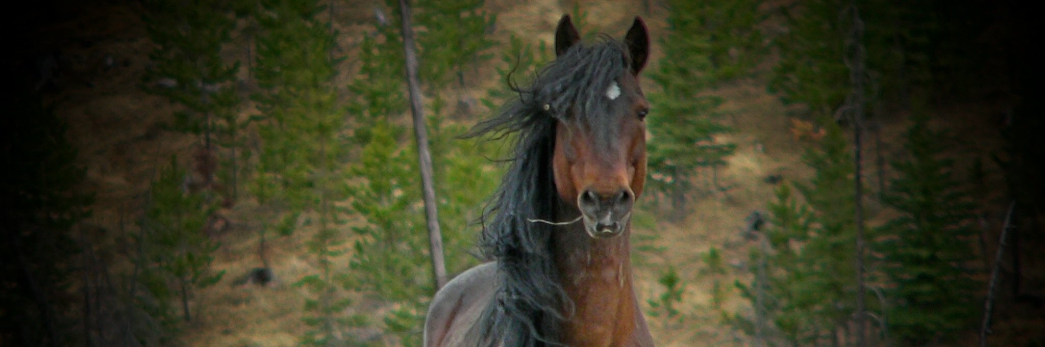 ShepMaureen's profile banner image