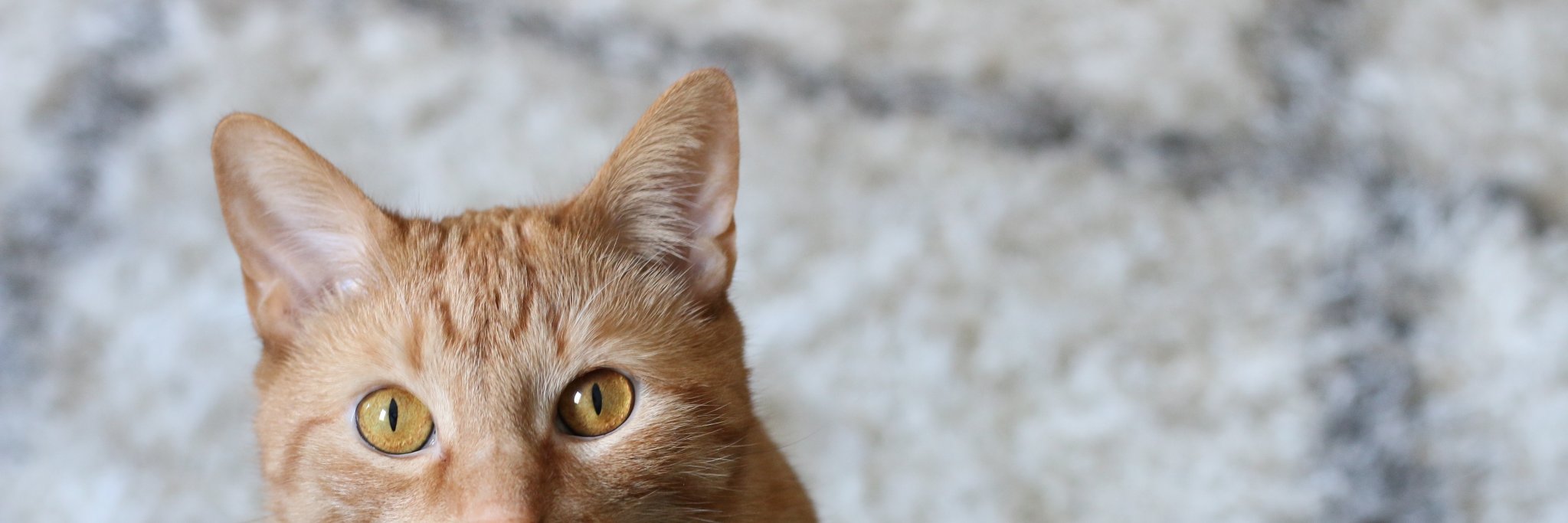 schmorgg's profile banner image