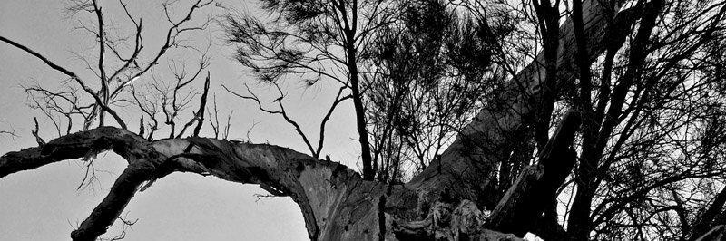 BeckBorona's profile banner image