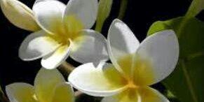 karoon1345's profile banner image