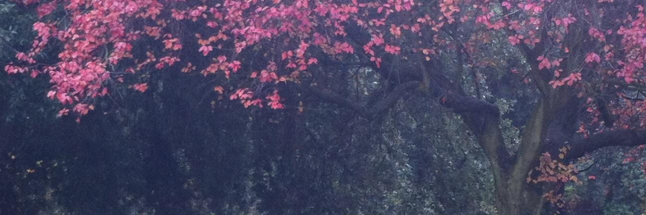 Stephanie Dickenson banner