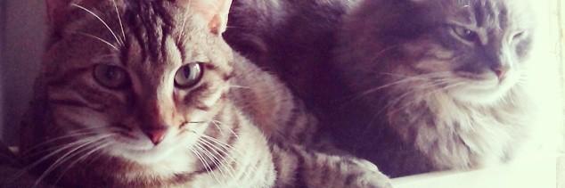 esprit_felin's profile banner image