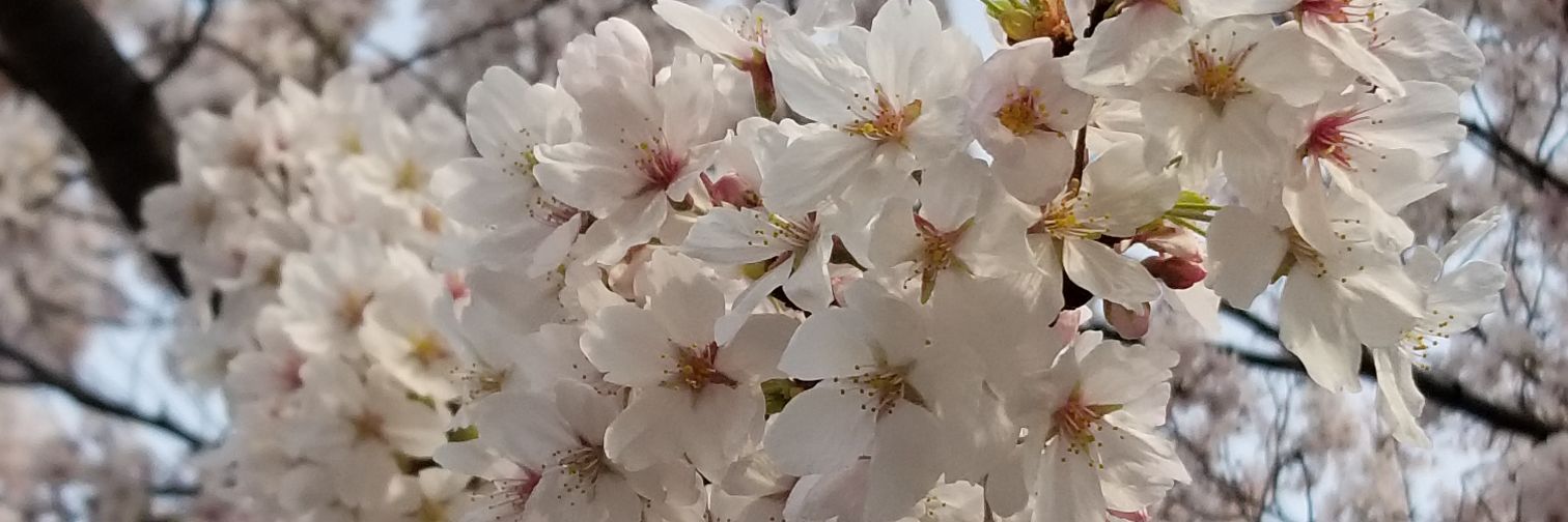 MANAsuke0413's profile banner image