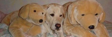 widediaper's profile banner image