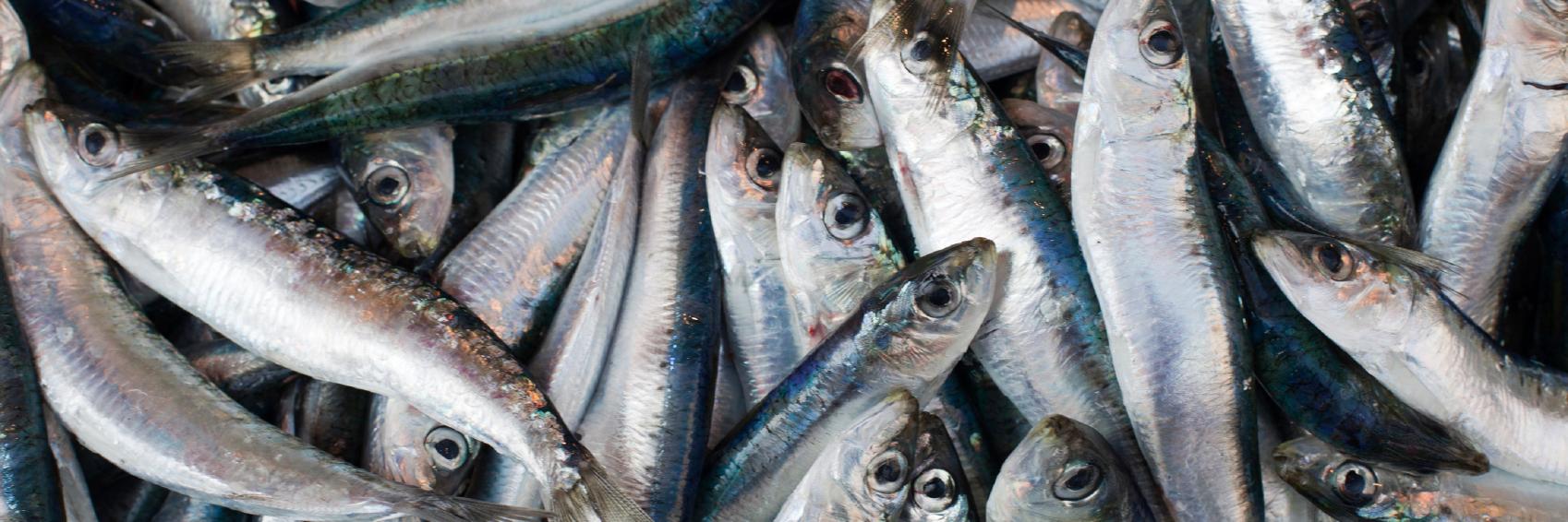 FishFinderCat's profile banner image