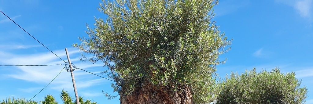 Hipólito José Aceituno Aldeguer banner