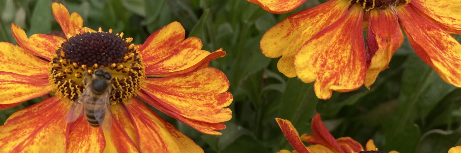 nels_garden's profile banner image
