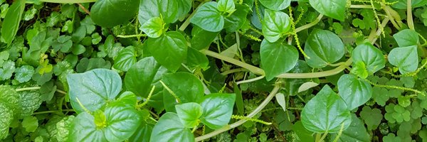 Ida_Amal Profile Banner