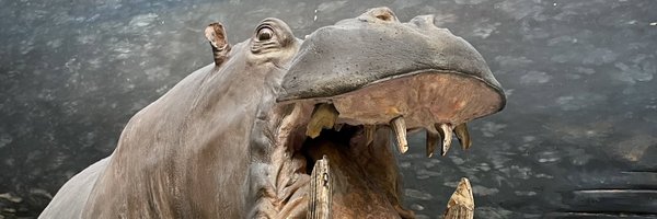 roaming_reader Profile Banner