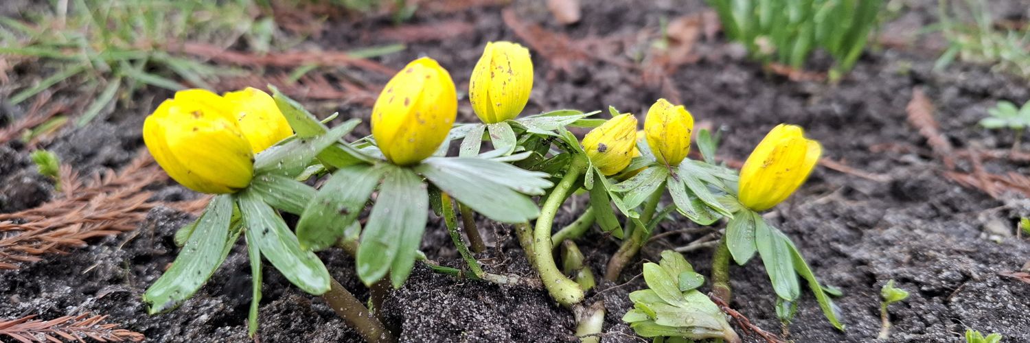 Annemieke 🍄🌼 banner