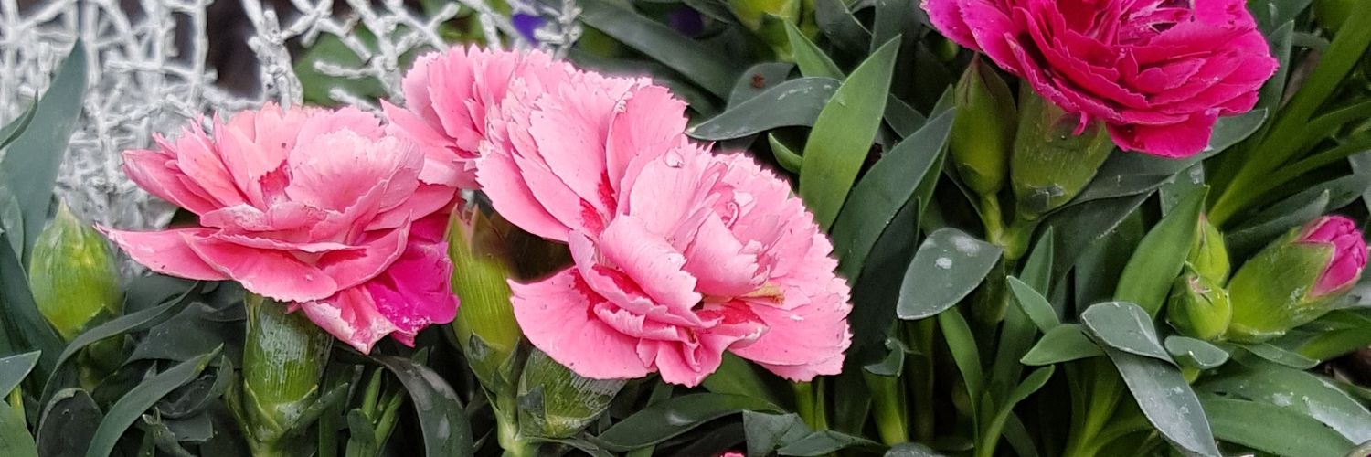 Lynda Sheehan banner