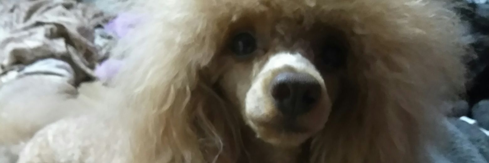 therealDebrak's profile banner image