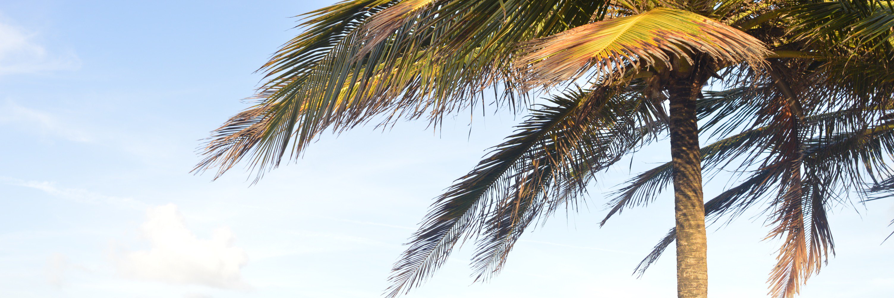 nice_niomi's profile banner image